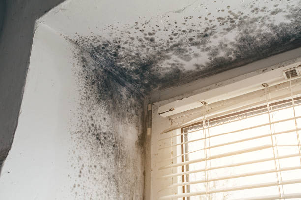 Affordable Bathroom Mold Removal solutions in McHenry, MD